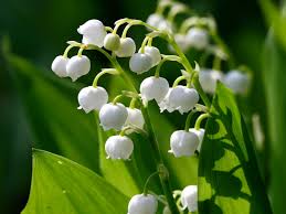 Le joli muguet